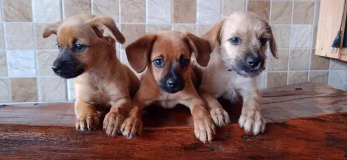 Cachorro ra a Sem raça definida (SRD) idade 2 a 6 meses nome Pitoco