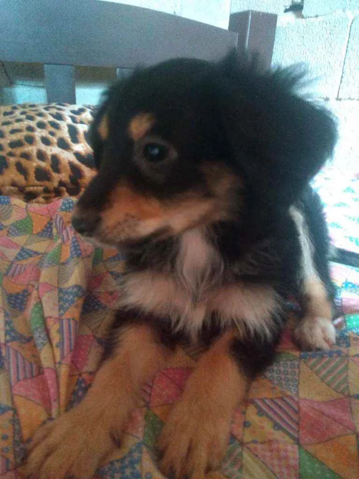 Cachorro raça PInscher 5 idade 2 a 6 meses nome Sem nome 