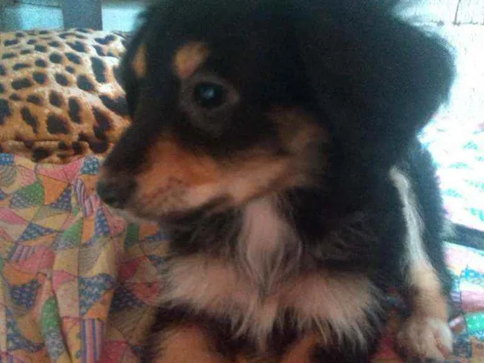 Cachorro raça PInscher 5 idade 2 a 6 meses nome Sem nome 