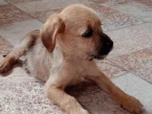 Cachorro raça Sem raça definida (SRD) idade 2 a 6 meses nome Bigodinho