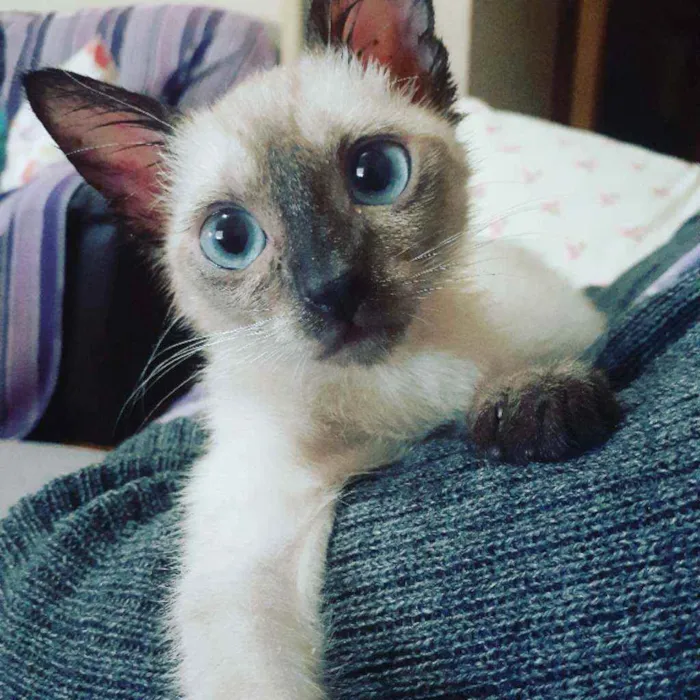 Gato raça Srd idade 2 a 6 meses nome Rebeca