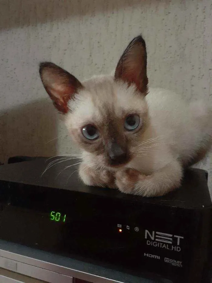 Gato raça Srd idade 2 a 6 meses nome Rebeca