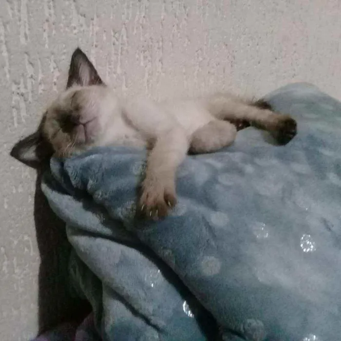 Gato raça Srd idade 2 a 6 meses nome Rebeca