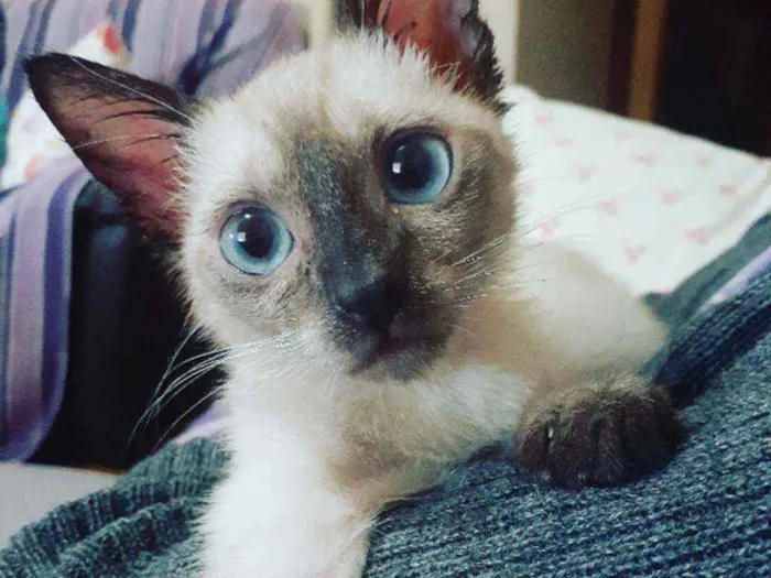 Gato raça Srd idade 2 a 6 meses nome Rebeca