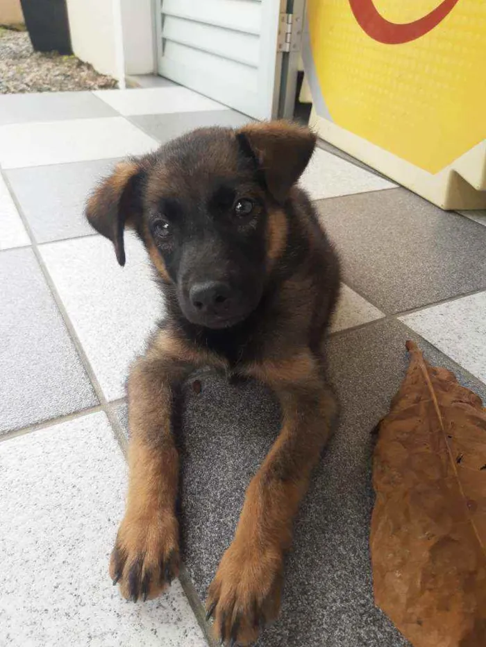 Cachorro ra a Indefinida idade 2 a 6 meses nome Loba 