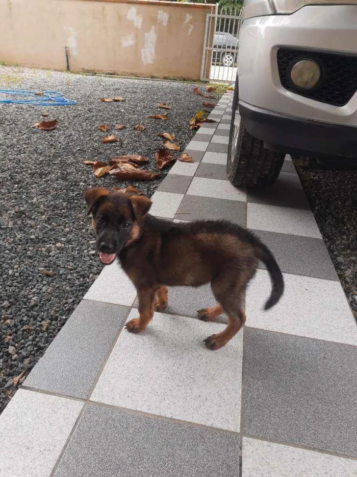 Cachorro ra a Indefinida idade 2 a 6 meses nome Loba 