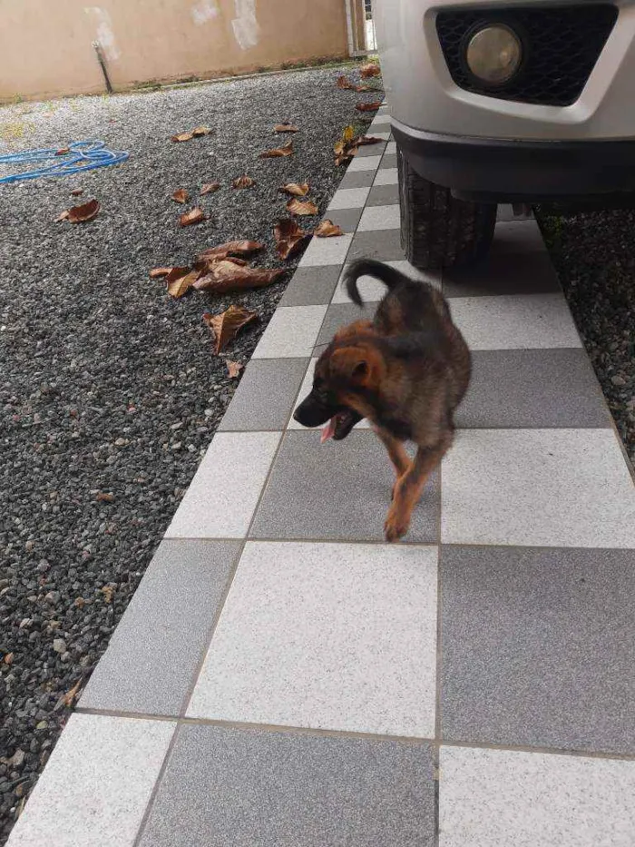 Cachorro ra a Indefinida idade 2 a 6 meses nome Loba 