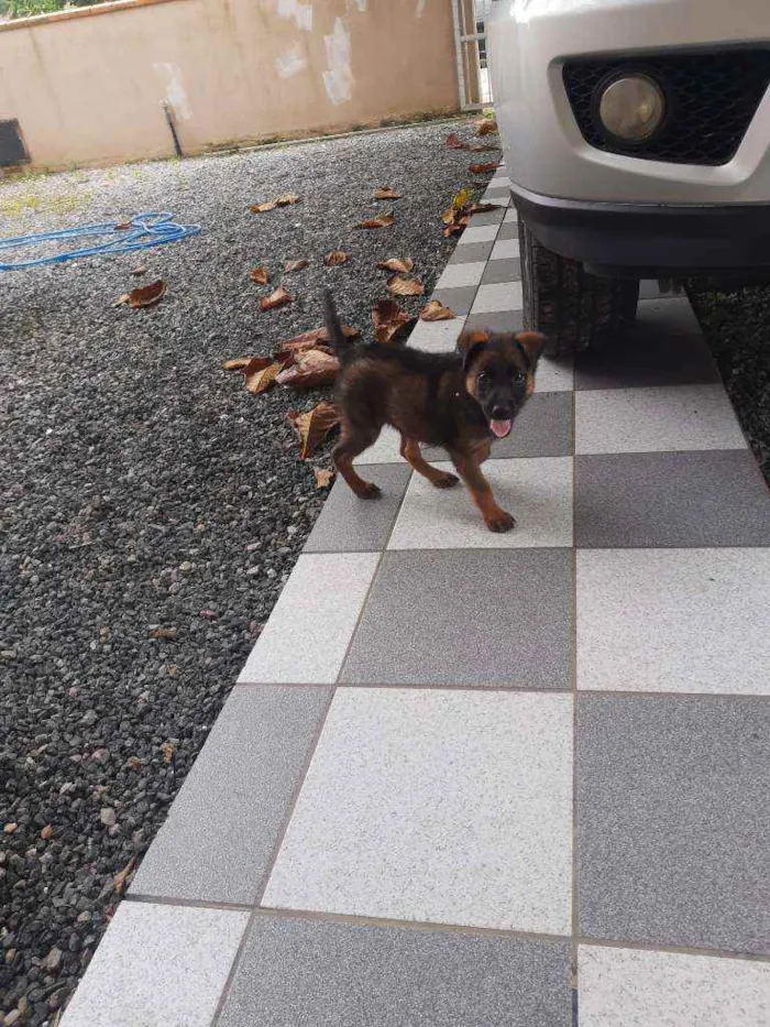 Cachorro ra a Indefinida idade 2 a 6 meses nome Loba 