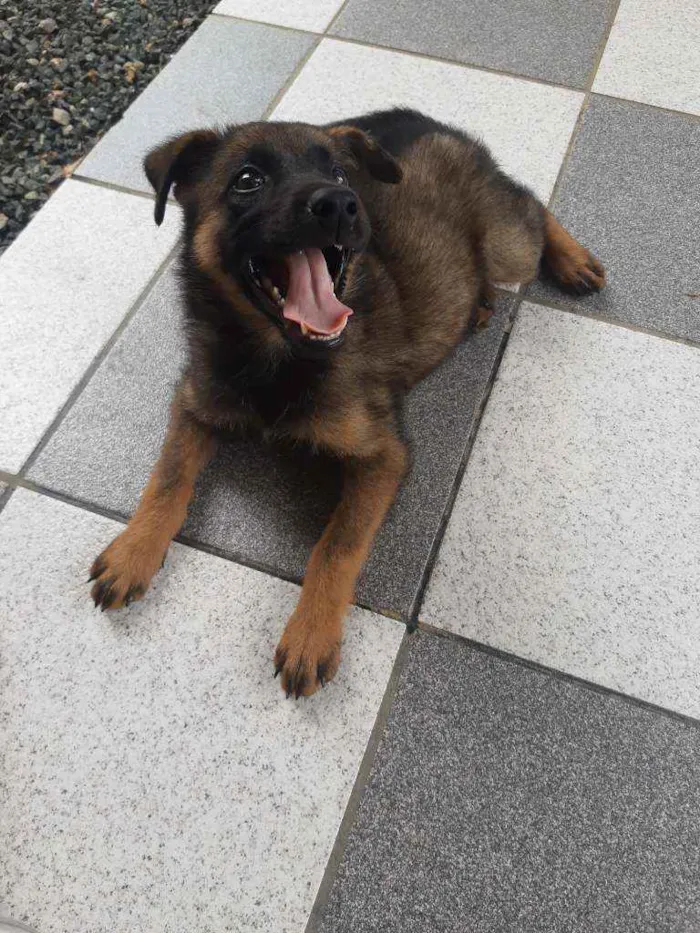 Cachorro ra a Indefinida idade 2 a 6 meses nome Loba 