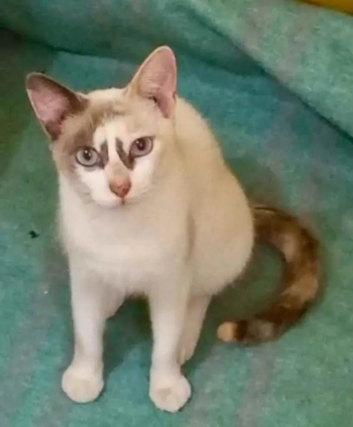 Gato raça Srd  idade 1 ano nome Gigi Linda 