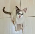 Gato raça Srd  idade 1 ano nome Gigi Linda 