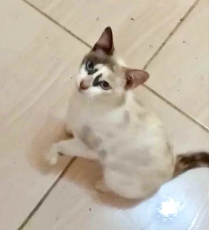 Gato raça Srd  idade 1 ano nome Gigi Linda 