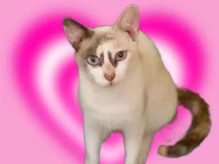 Gato raça Srd  idade 1 ano nome Gigi Linda 