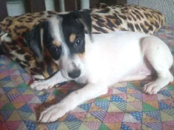 Cachorro raça PInscher 4 idade 2 a 6 meses nome Penélope 