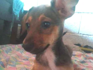 Cachorro raça Paulistinha  idade 2 a 6 meses nome Matû