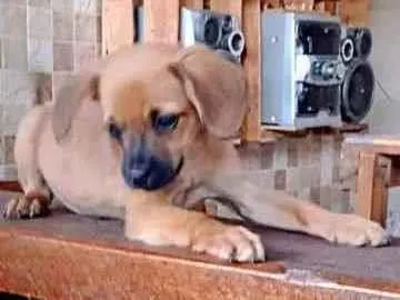 Cachorro ra a Sem raça definida (SRD) idade 2 a 6 meses nome Modelo