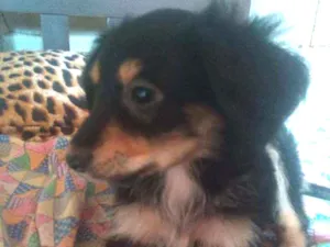 Cachorro raça PInscher 5 idade 2 a 6 meses nome Sem nome 