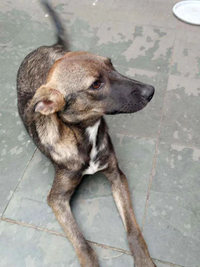 Cachorro ra a RND idade 7 a 11 meses nome Princesa