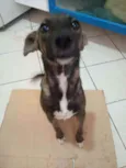 Princesa