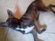 Princesa