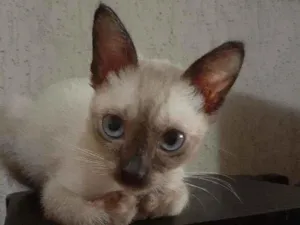 Gato raça Srd idade 2 a 6 meses nome Rebeca