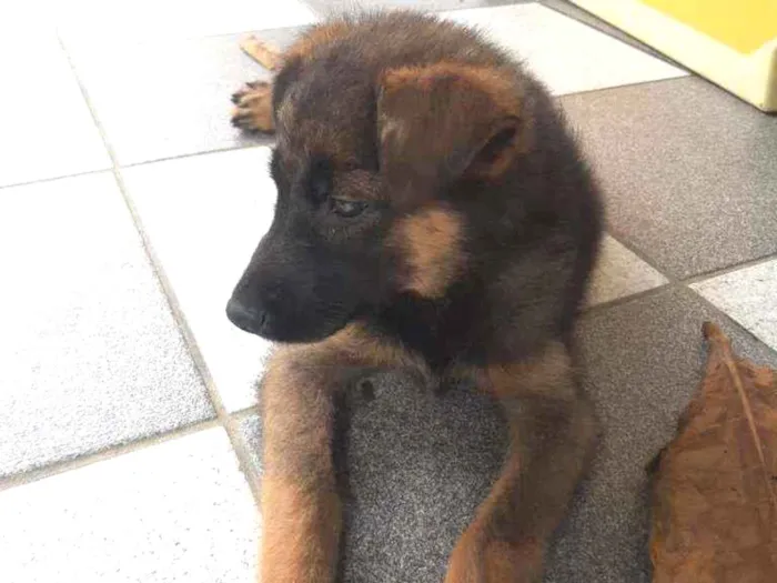 Cachorro ra a Indefinida idade 2 a 6 meses nome Loba 