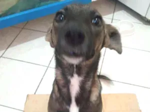 Cachorro raça RND idade 7 a 11 meses nome Princesa