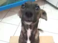Princesa