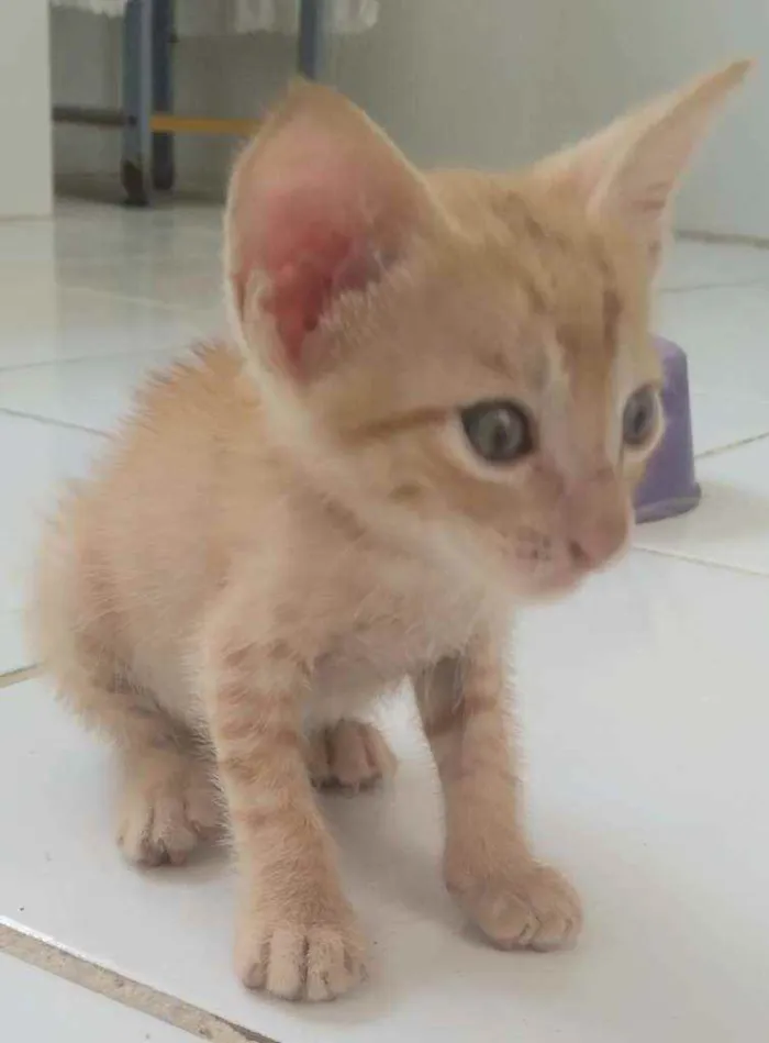 Gato raça Não sei idade Abaixo de 2 meses nome Sem nome