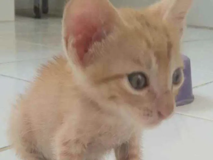 Gato raça Não sei idade Abaixo de 2 meses nome Sem nome