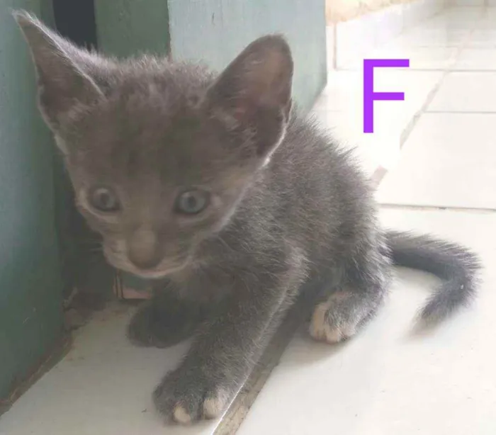 Gato raça Sem definição  idade Abaixo de 2 meses nome Sem nome