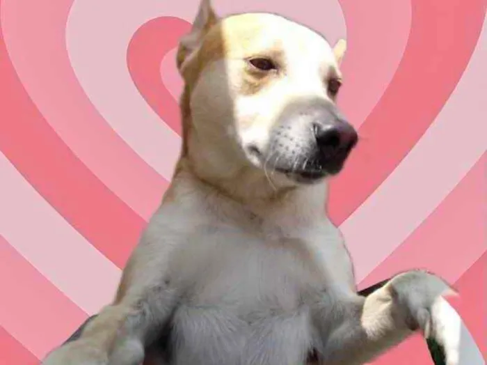 Cachorro raça Srd idade 1 ano nome Trovão bonzinho 