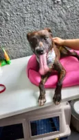 Cachorro raça Pinscher mix srd  idade 7 a 11 meses nome Molly bb 9 meses 