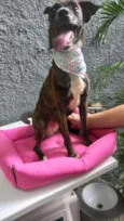 Cachorro raça Pinscher mix srd  idade 7 a 11 meses nome Molly bb 9 meses 