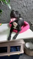 Cachorro raça Srd idade 7 a 11 meses nome Alina bb9meses 