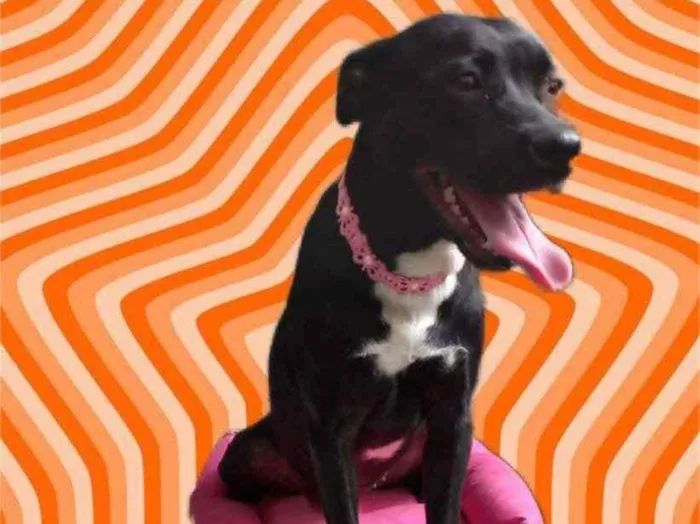 Cachorro raça Srd idade 7 a 11 meses nome Alina bb9meses 