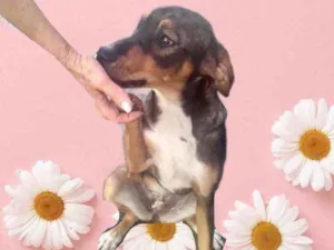 Cachorro raça Srd idade 7 a 11 meses nome Carly bb 9 meses 