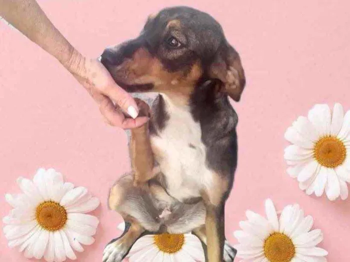 Cachorro raça Srd idade 7 a 11 meses nome Carly bb 9 meses 