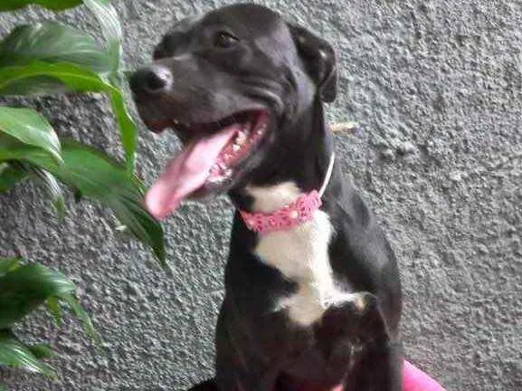 Cachorro raça Srd idade 7 a 11 meses nome Alina bb9meses 