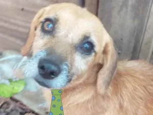 Cachorro raça Mestiço  idade 7 a 11 meses nome Charlie 