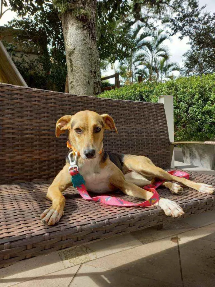 Cachorro ra a SRD idade 7 a 11 meses nome Donna