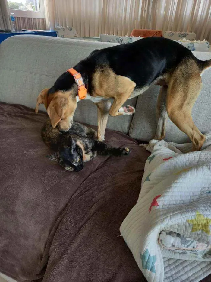 Cachorro ra a SRD idade 7 a 11 meses nome Donna