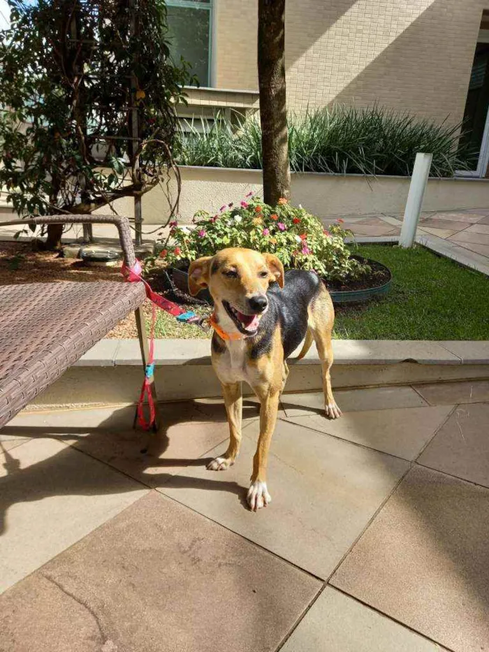 Cachorro ra a SRD idade 7 a 11 meses nome Donna