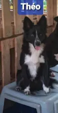 Théo