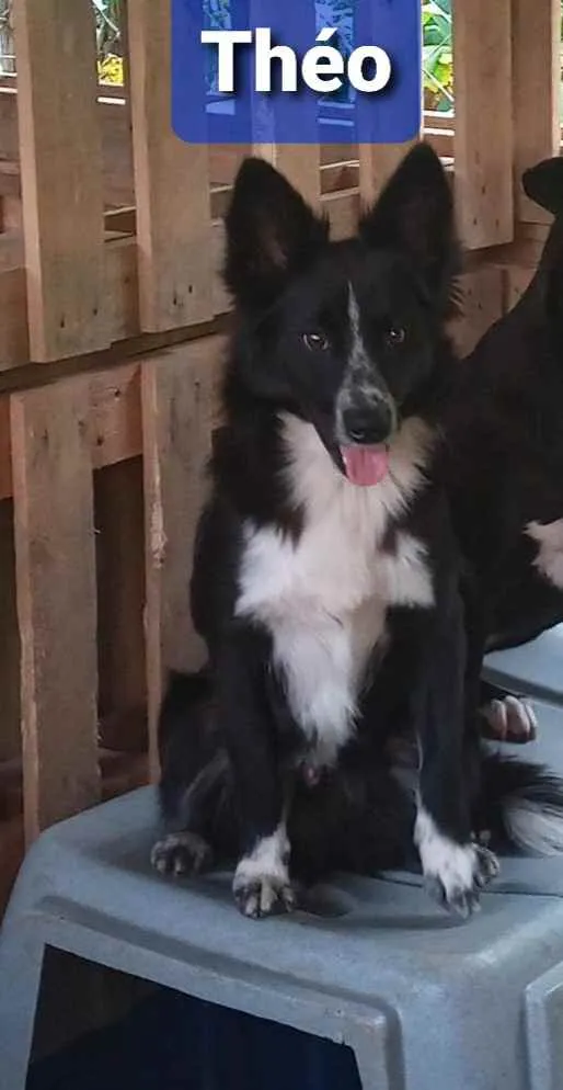 Cachorro ra a Mix de Border idade 1 ano nome Théo