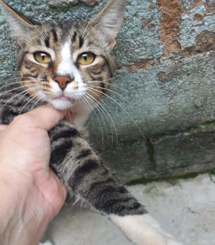 Gato raça SRD idade 2 a 6 meses nome Gatinho 