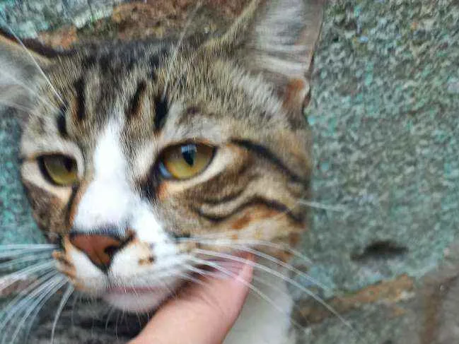 Gato raça SRD idade 2 a 6 meses nome Gatinho 