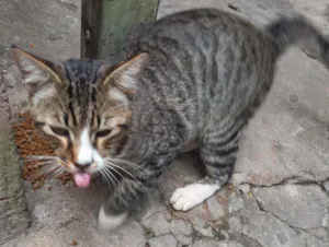Gato raça SRD idade 2 a 6 meses nome Gatinho 