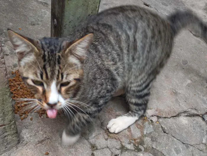 Gato raça SRD idade 2 a 6 meses nome Gatinho 