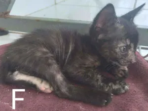 Gato raça Infefinida idade Abaixo de 2 meses nome Sem nome